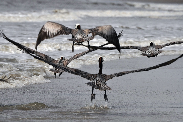 pelicans flying
